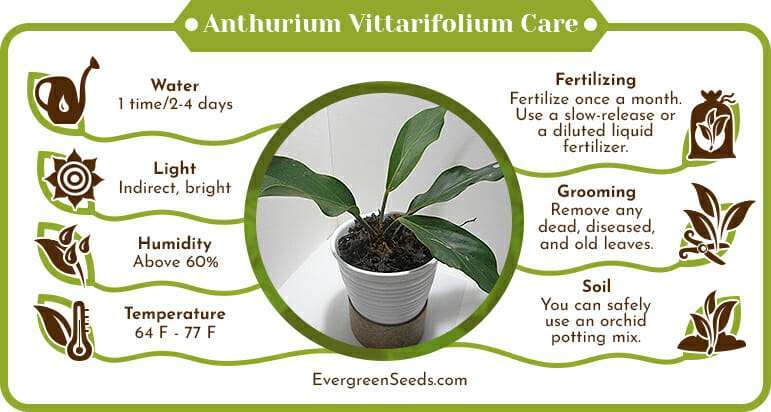 Anthurium Vittarifolium Care Infographic