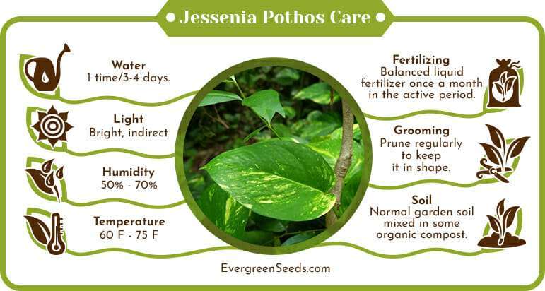 Jessenia Pothos Care Infographic