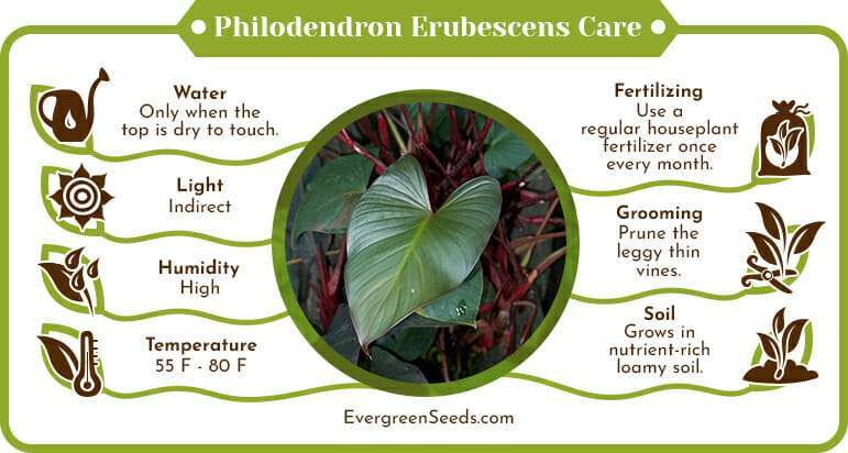 Philodendron Erubescens Care Infographic