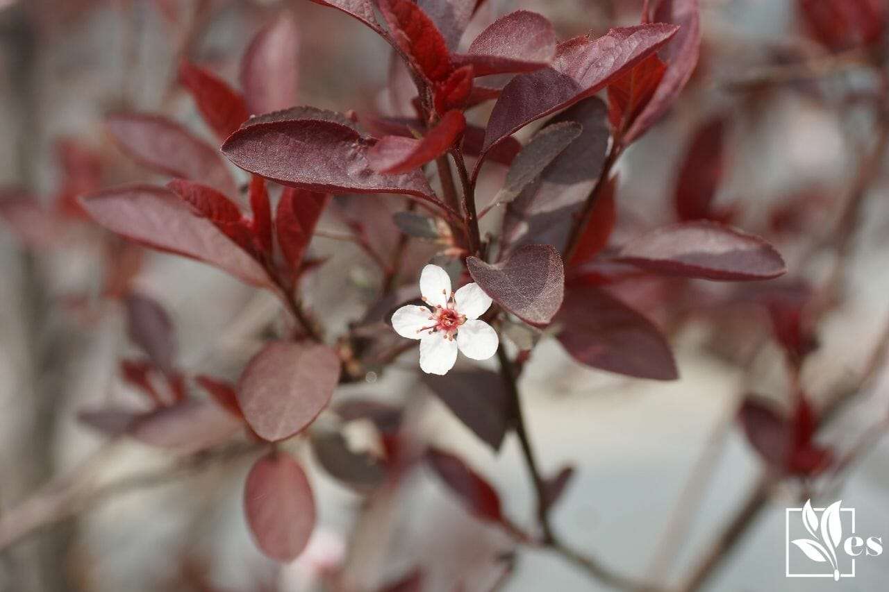 Shrub with red leaves