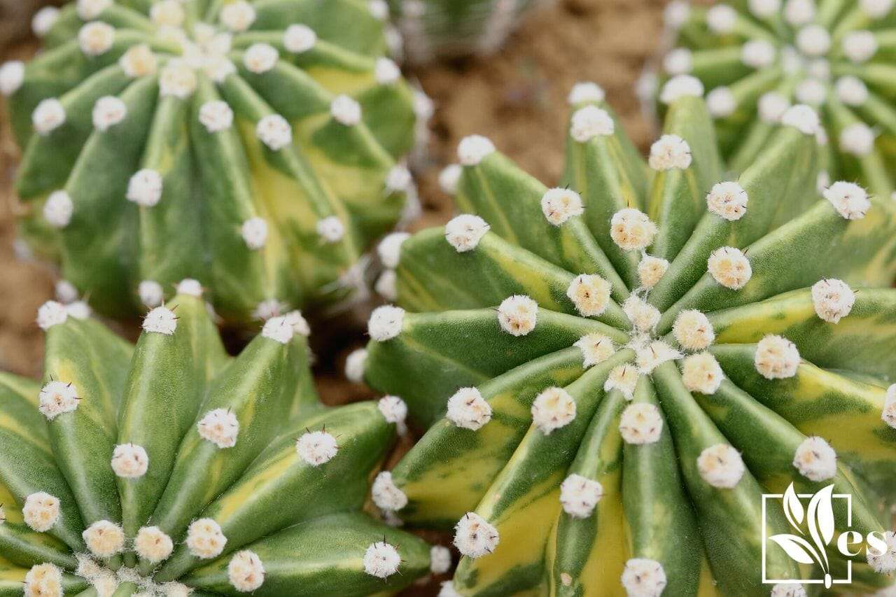10. Echinopsis (Hedgehog Cacti)