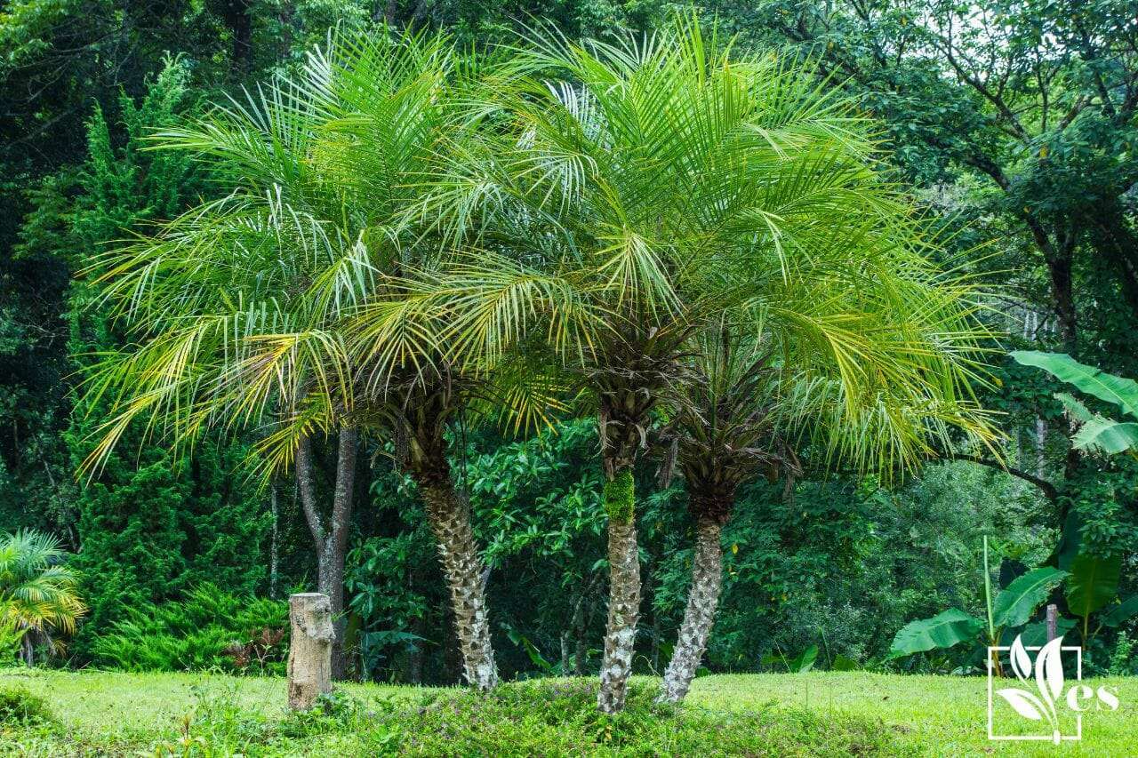 18. Pygmy Date Palm