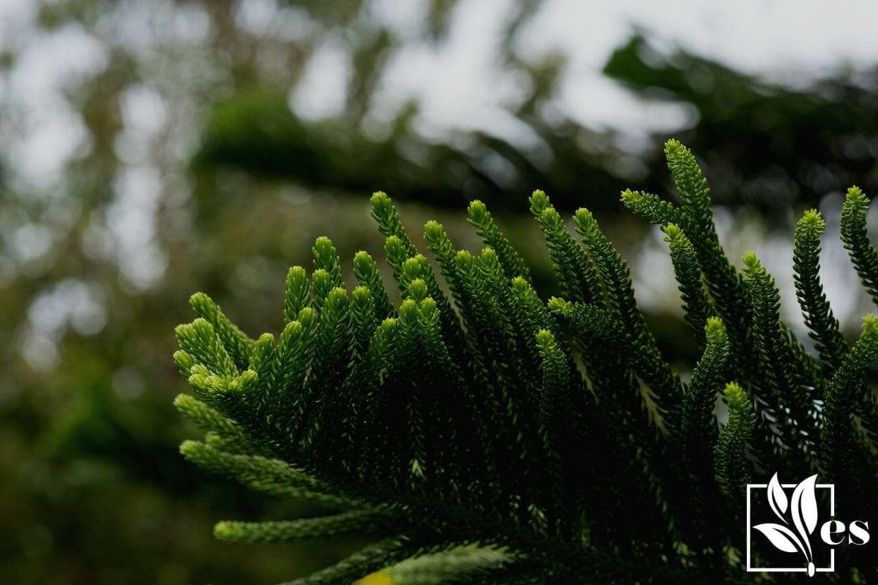 3. Araucaria Heterophylla (Norfolk Island Pine)