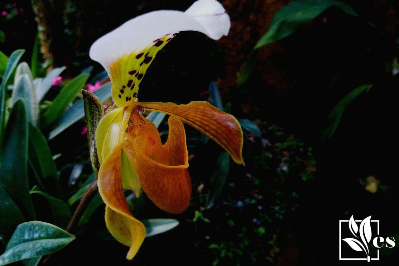 7. Cypripedioideae (Lady's Slipper Orchids)