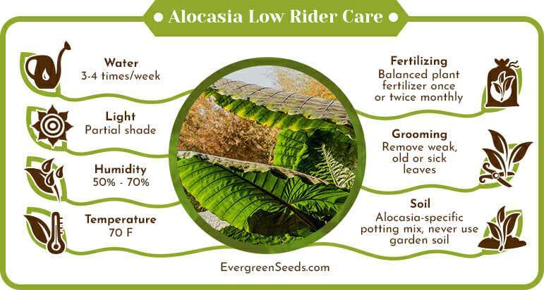Alocasia Low Rider Care Infographic