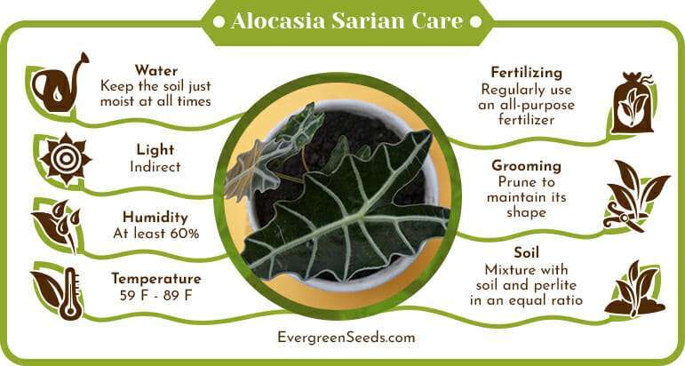 Alocasia Sarian Care Infographic