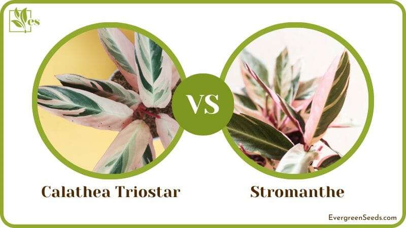 Calathea Triostar vs Stromanthe Differences