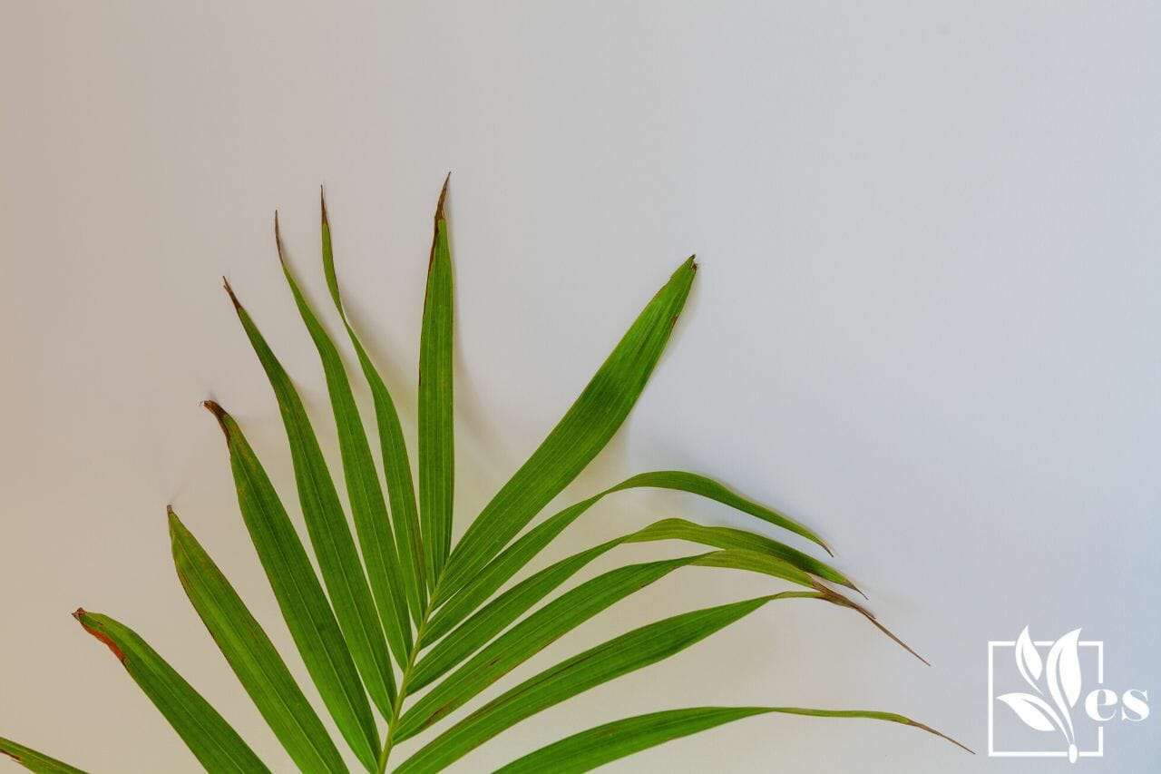 Fragment of Majesty Palm against white wall