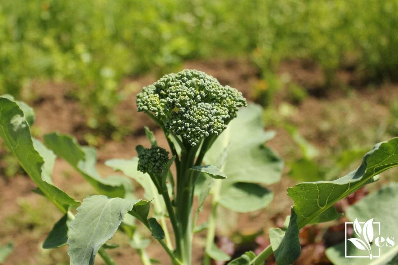 Healthy young broccoli plant growing in garden