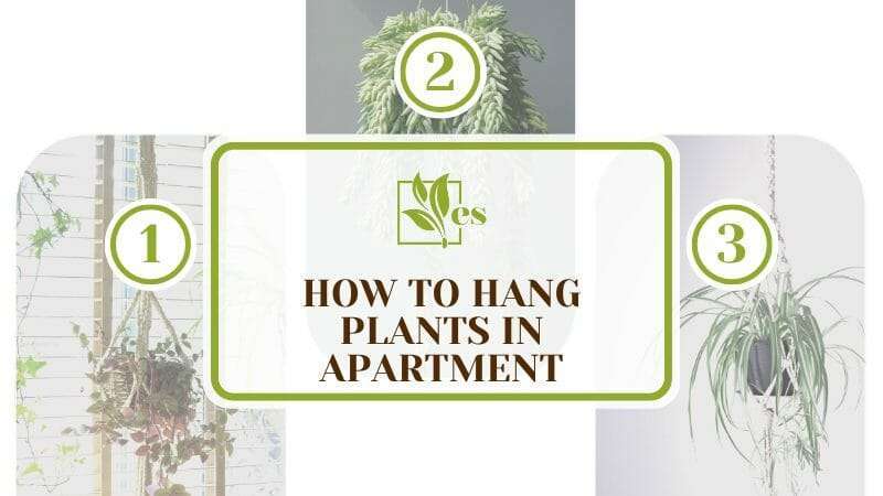 How To Hang Plants in Apartment
