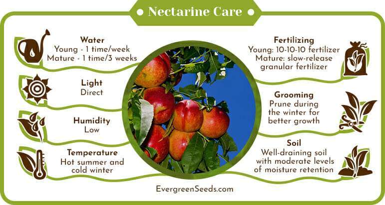Nectarine Care Infographic
