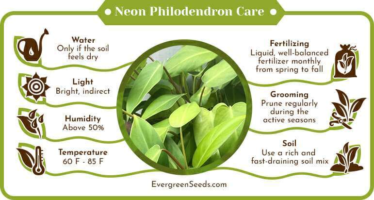 Neon Philodendron Care Infographic