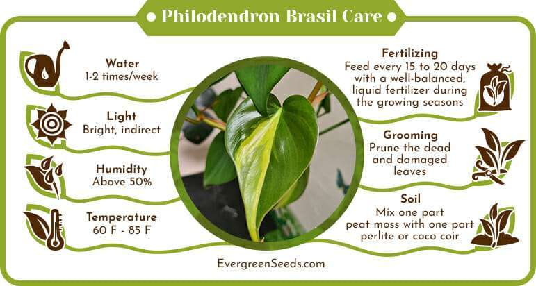 Philodendron Brasil Care Infographic