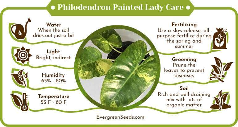 Philodendron Painted Lady Care Infographic