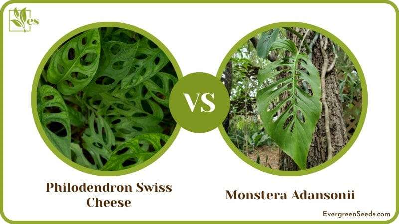 Philodendron Swiss Cheese vs Monstera Adansonii 1