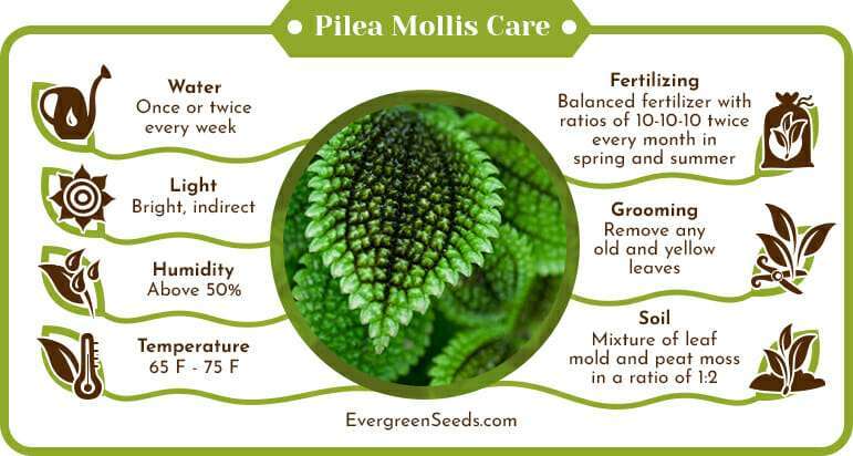 Pilea Mollis Care Infographic