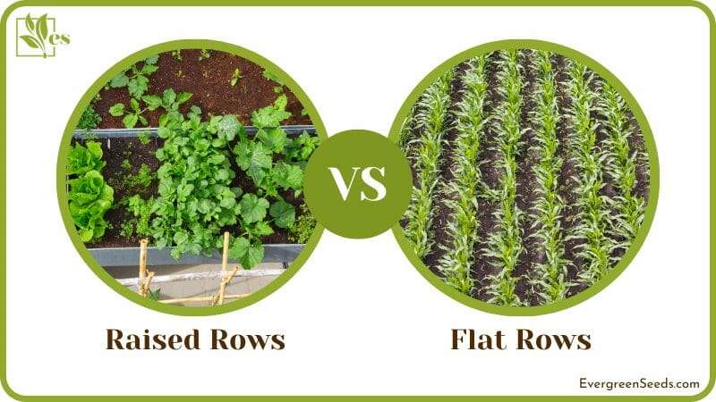 Raised vs Flat Rows Method Differences