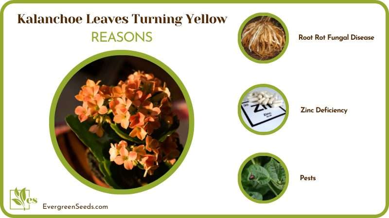 Reasons for Kalanchoe leaf die