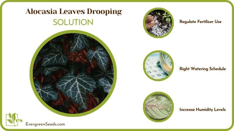 Fix Alocasia Leaves