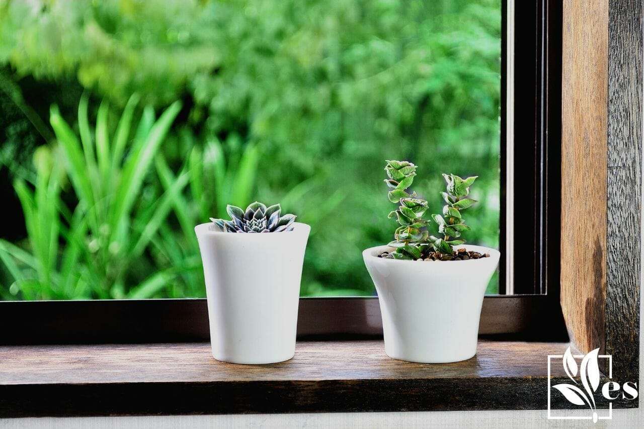 Succlent Plant by the Window