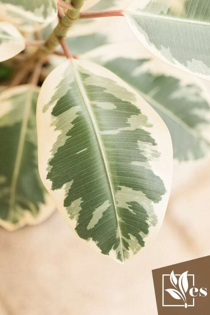 Variegated Rubber Plant 'Variegata' Ficus Elastica