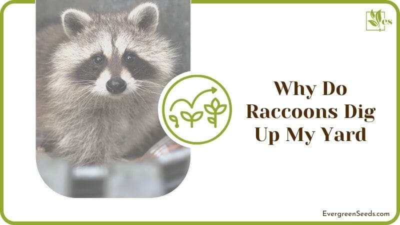 Why Do Raccoons Dig Up My Yard in the First Place