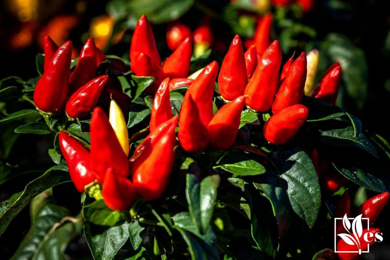 chile pepper plant