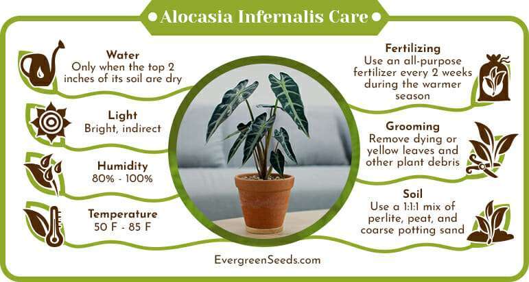 Alocasia Infernalis Care Infographic