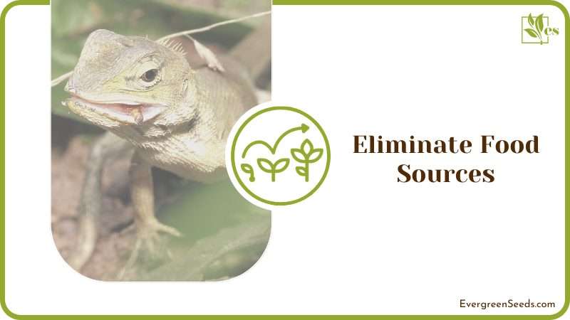 Eliminate Food Sources from Lizard