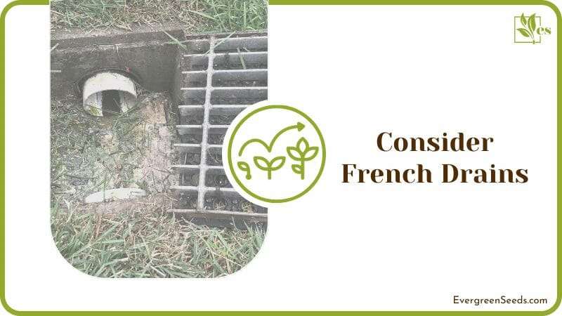 French Drains draw water away