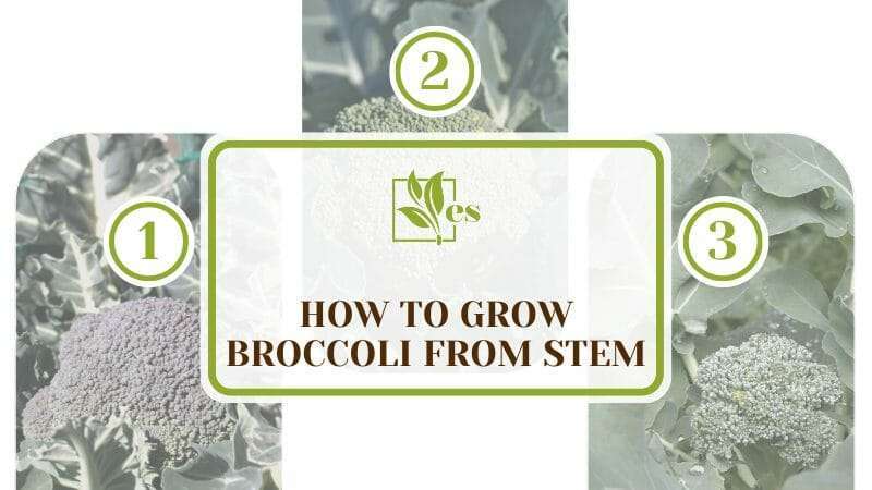 How To Grow Broccoli From Stem
