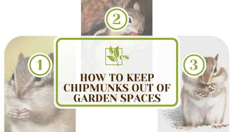 Keep Chipmunks Out Of Garden Spaces