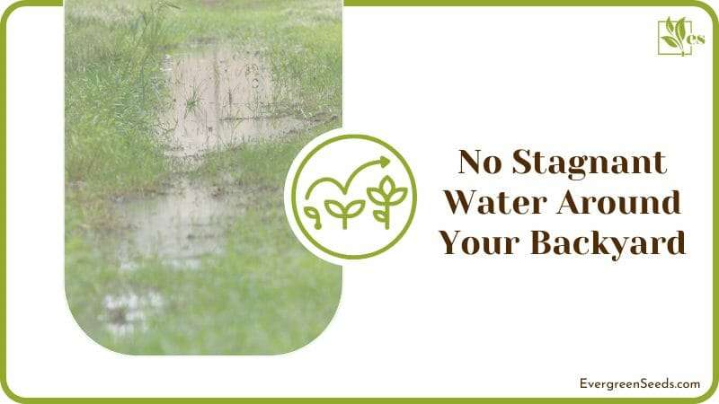 No Stagnant Water Around Your Backyard