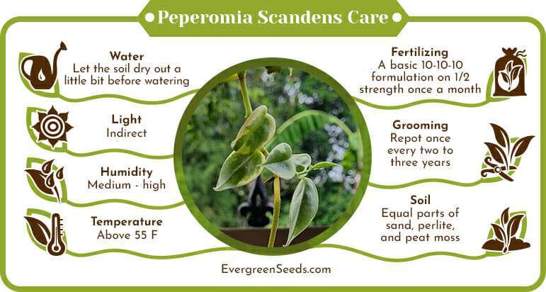 Peperomia Scandens Care Infographic