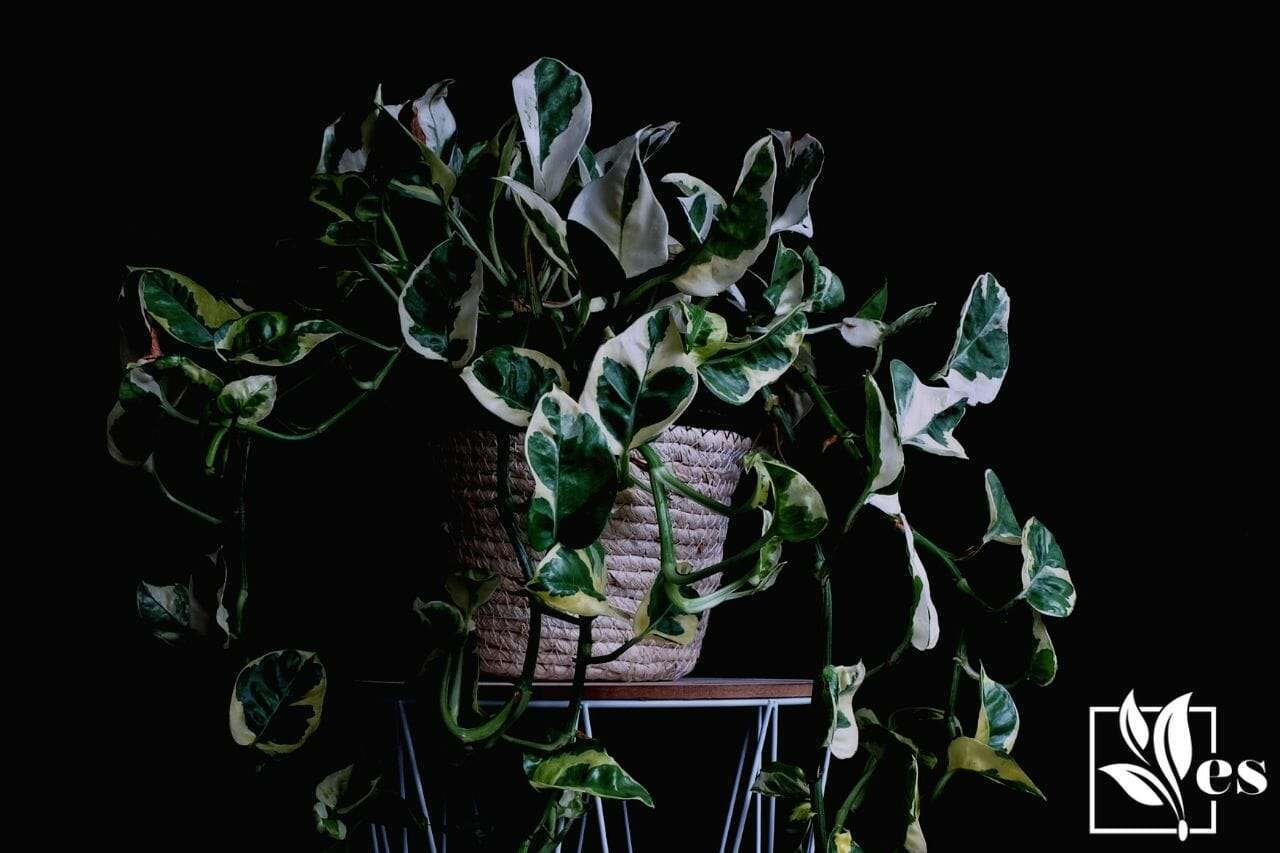 Pothos' Njoy Epipremnum Aureum Plant