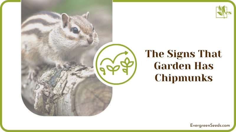 The Signs That Garden Has Chipmunks