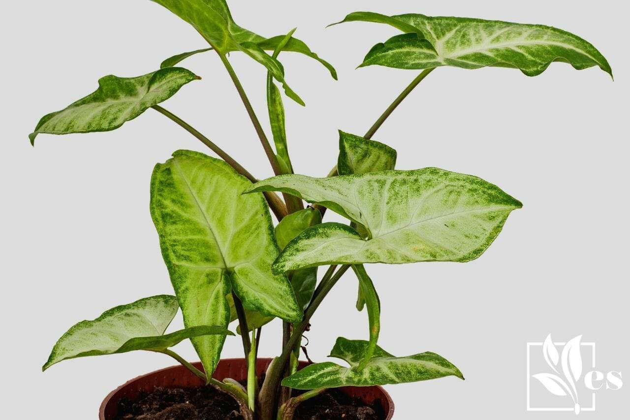 houseplant Syngonium