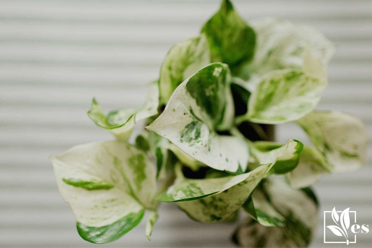 variegated pothos plant called pearls and jade pothos in a pot