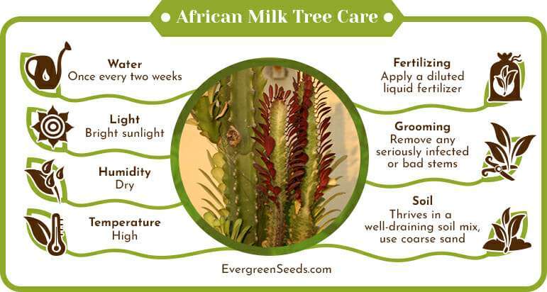 African Milk Tree Care Infographic
