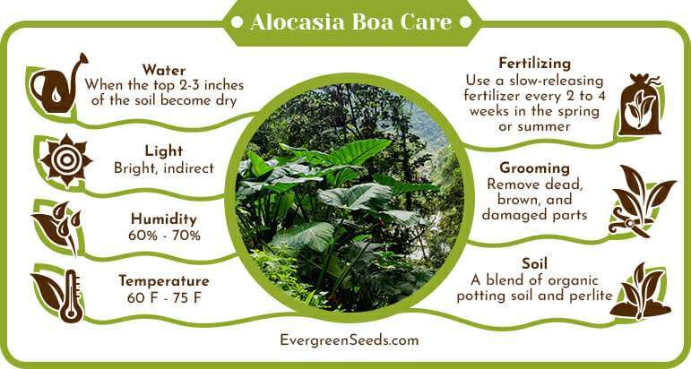 Alocasia Boa Care Infographic
