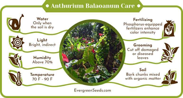 Anthurium Balaoanum Care Infographic