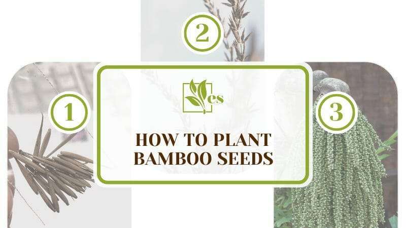 Bamboo Seeds