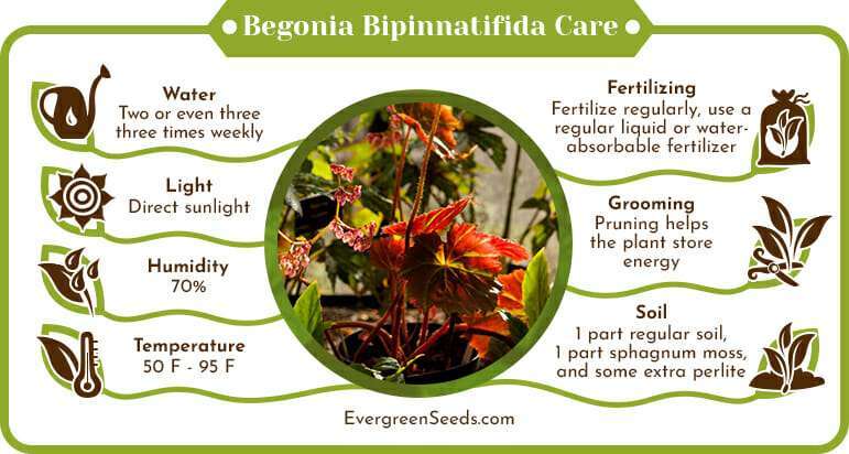 Begonia Bipinnatifida Care Infographic