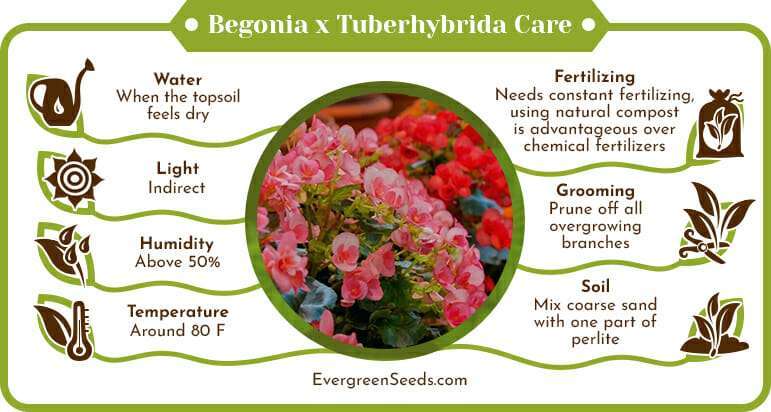 Begonia x Tuberhybrida Care Infographic