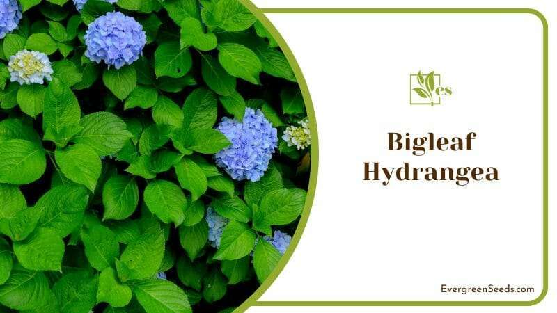 Bigleaf Hydrangea Blue Flower Plants