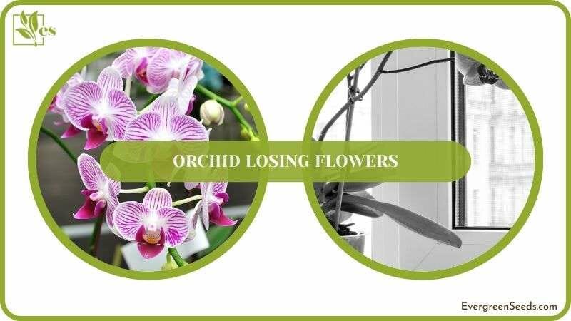 Conclusion of Orchid Losing Flowers
