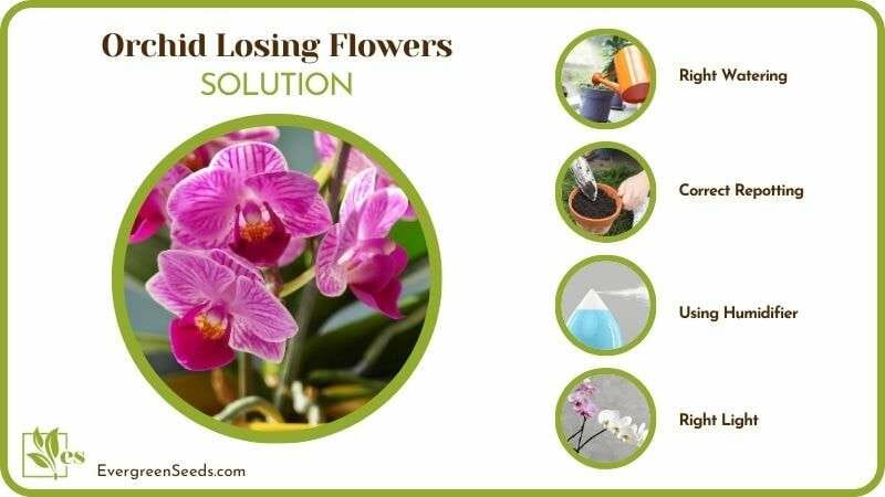 Effective Tips To Revive Orchid Losing Flowers
