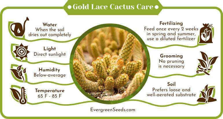 Gold Lace Cactus Care Infographic