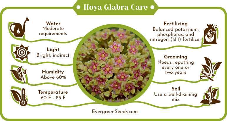 Hoya Glabra Care Infographic