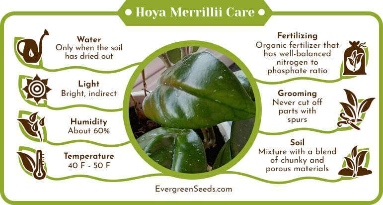 Hoya Merrillii Care Infographic